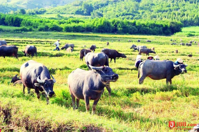 Điềm báo trong giấc mơ nhìn thấy trâu - mơ thấy người khác cưỡi trâu đánh đề con gì?