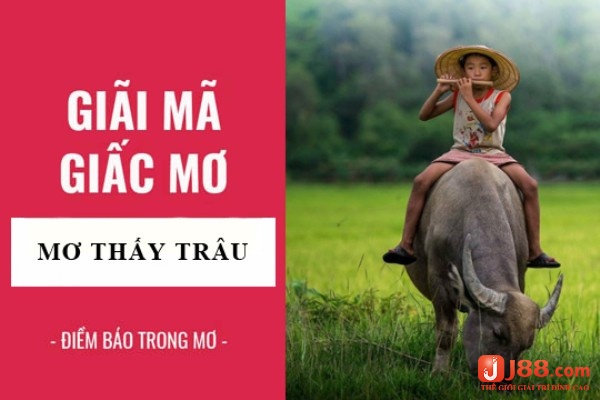 Tại sao lại nhìn thấy trâu trong giấc mơ - mơ thấy người khác cưỡi trâu đánh đề con gì?