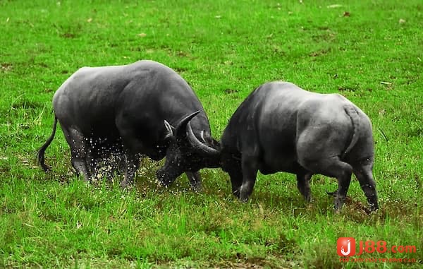 Mơ thây trâu là một sự hy sinh của bạn để đạt được kết quả tốt hơn 