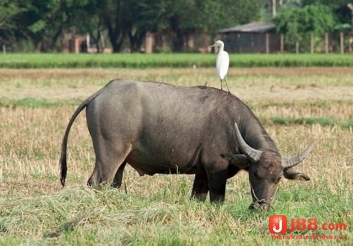 Mơ trâu ăn cỏ là sự nỗ lực và quyết tâm đạt được thành công của mọi người 